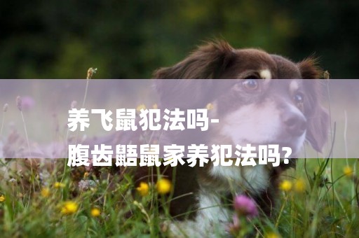 養飛鼠犯法嗎-
腹齒鼯鼠家養犯法嗎?