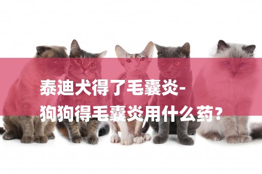 泰迪犬得了毛囊炎-
狗狗得毛囊炎用什么藥？