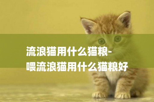流浪貓用什么貓糧-
喂流浪貓用什么貓糧好