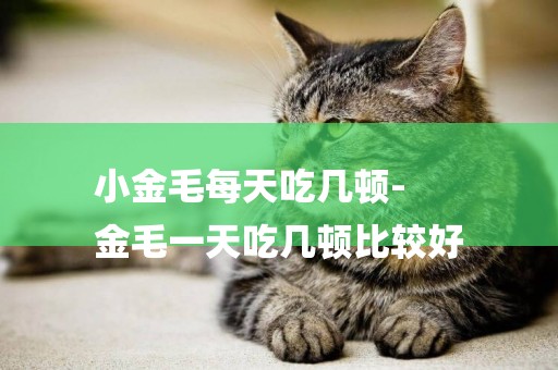 小金毛每天吃幾頓-
金毛一天吃幾頓比較好