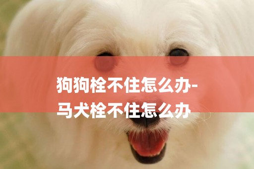 狗狗栓不住怎么辦-
馬犬栓不住怎么辦