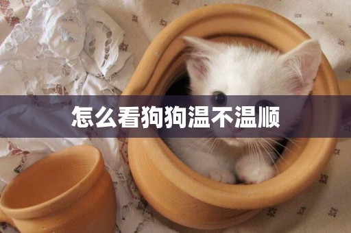 怎么看狗狗溫不溫順