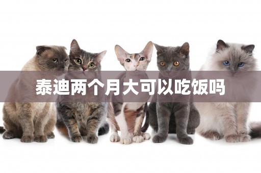 泰迪兩個月大可以吃飯嗎