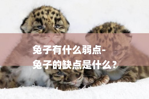 兔子有什么弱點-
兔子的缺點是什么？