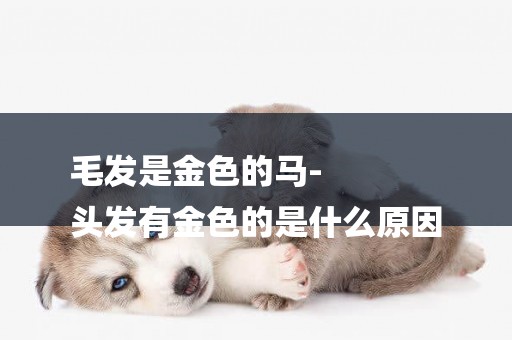 毛發是金色的馬-
頭發有金色的是什么原因