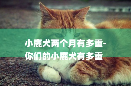 小鹿犬兩個月有多重-
你們的小鹿犬有多重