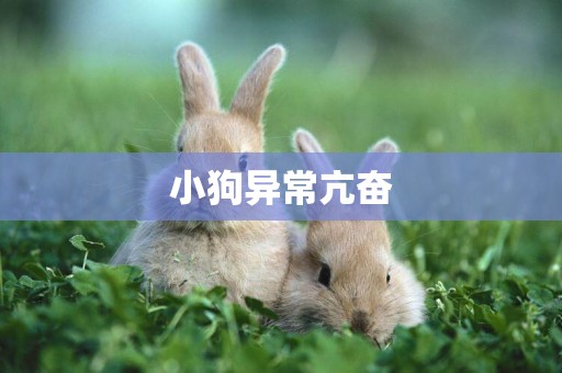 小狗異常亢奮