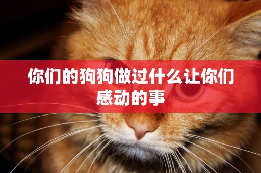 你們的狗狗做過什么讓你們感動的事