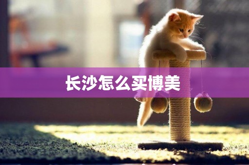 長沙怎么買博美 