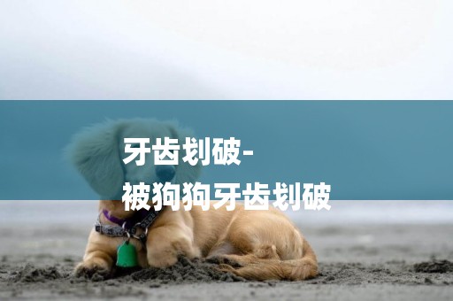 牙齒劃破-
被狗狗牙齒劃破
