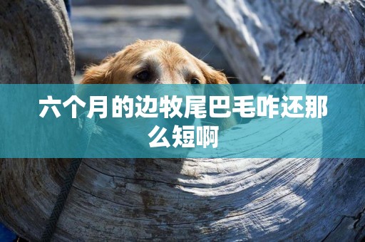 六個月的邊牧尾巴毛咋還那么短啊