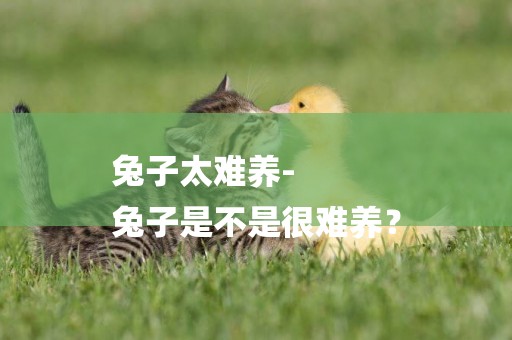 兔子太難養-
兔子是不是很難養？