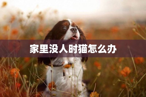 家里沒人時貓怎么辦