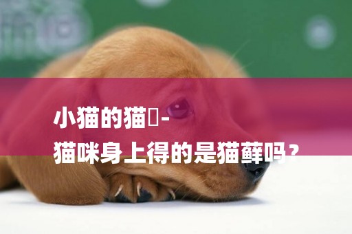 小貓的貓廯-
貓咪身上得的是貓蘚嗎？