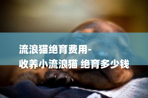 流浪貓絕育費用-
收養小流浪貓 絕育多少錢