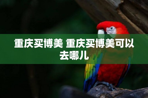 重慶買博美 重慶買博美可以去哪兒