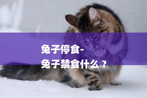 兔子停食-
兔子禁食什么 ?
