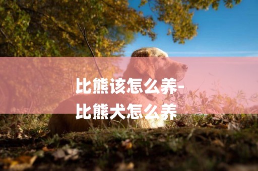 比熊該怎么養-
比熊犬怎么養