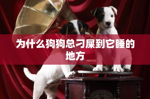 為什么狗狗總刁屎到它睡的地方