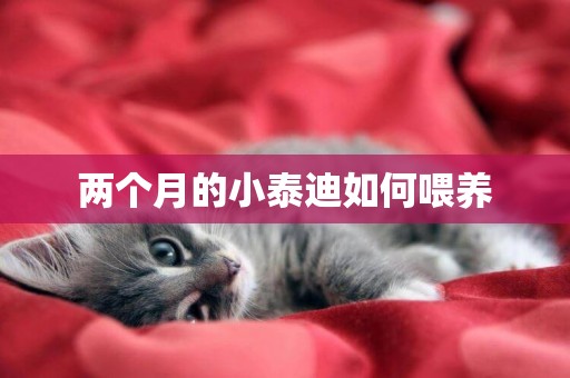 兩個月的小泰迪如何喂養