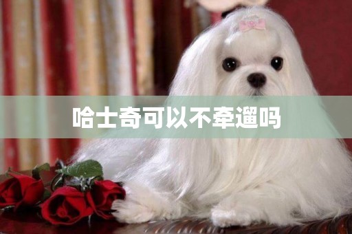哈士奇可以不牽遛嗎