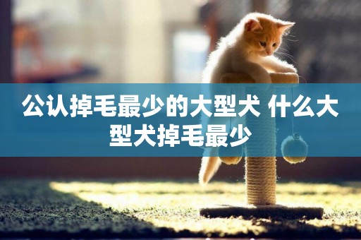 公認掉毛最少的大型犬 什么大型犬掉毛最少