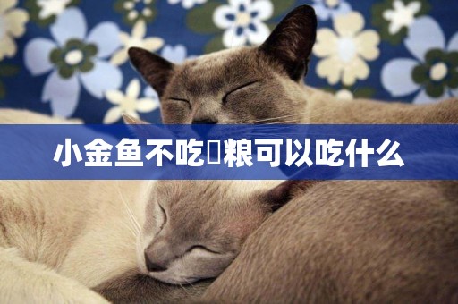 小金魚不吃魚糧可以吃什么