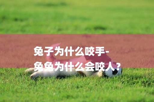 兔子為什么咬手-
兔兔為什么會咬人？