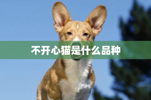 不開心貓是什么品種