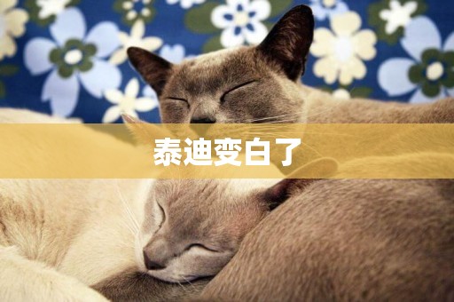 泰迪變白了