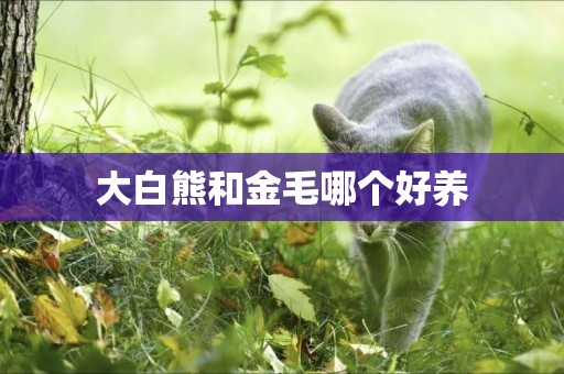 大白熊和金毛哪個好養