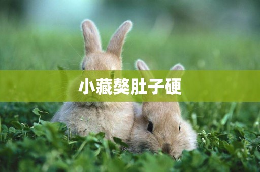小藏獒肚子硬