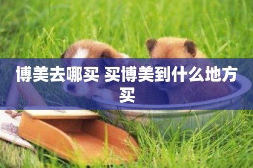 博美去哪買 買博美到什么地方買