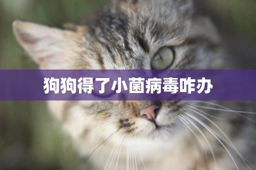 狗狗得了小菌病毒咋辦