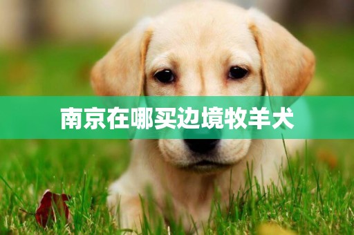 南京在哪買邊境牧羊犬