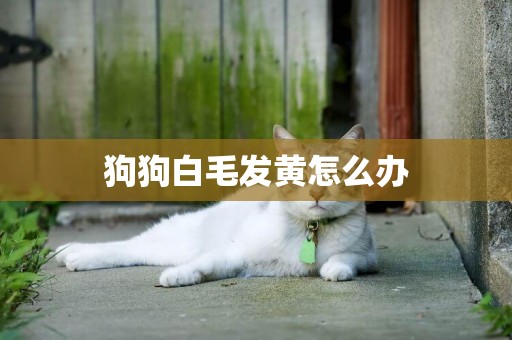 狗狗白毛發黃怎么辦