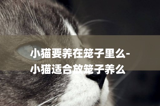 小貓要養在籠子里么-
小貓適合放籠子養么