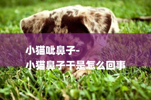 小貓呲鼻子-
小貓鼻子干是怎么回事