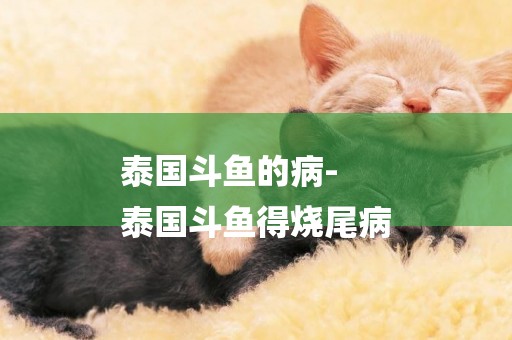 泰國斗魚的病-
泰國斗魚得燒尾病