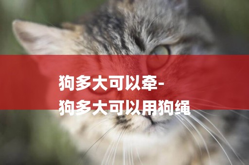 狗多大可以牽-
狗多大可以用狗繩