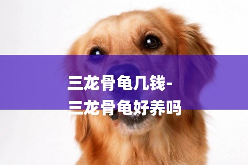 三龍骨龜幾錢-
三龍骨龜好養嗎
