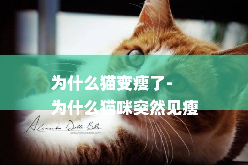 為什么貓變瘦了-
為什么貓咪突然見瘦