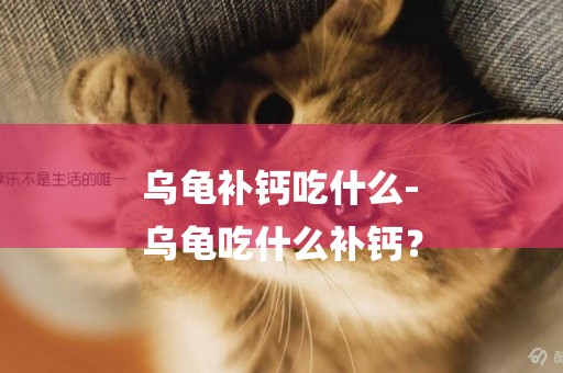 烏龜補鈣吃什么-
烏龜吃什么補鈣？