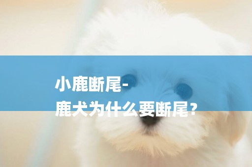 小鹿斷尾-
鹿犬為什么要斷尾？