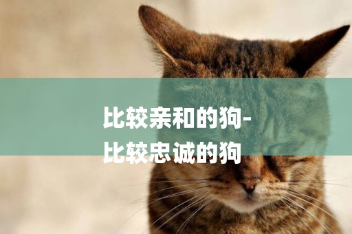 比較親和的狗-
比較忠誠的狗