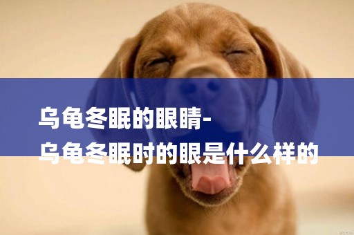 烏龜冬眠的眼睛-
烏龜冬眠時的眼是什么樣的