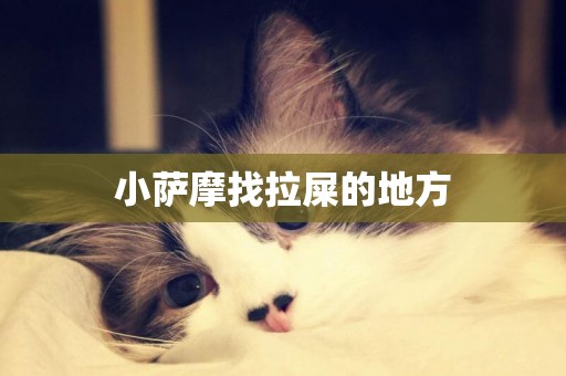 小薩摩找拉屎的地方