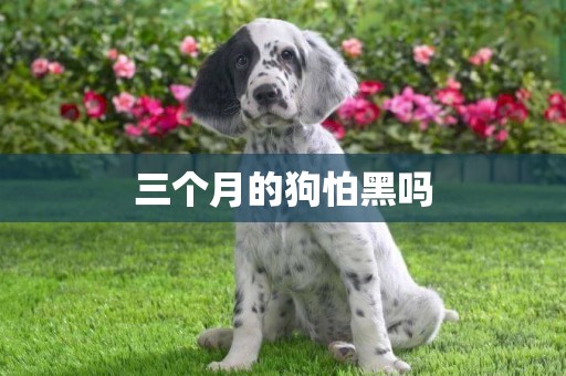 三個月的狗怕黑嗎