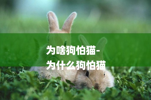 為啥狗怕貓-
為什么狗怕貓