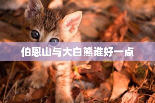 伯恩山與大白熊誰好一點